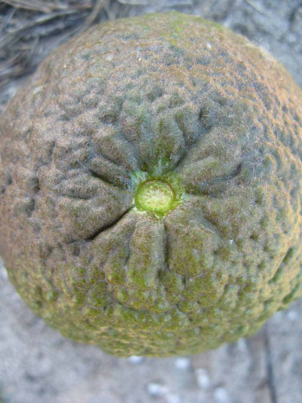              Immature fruit (Winter Haven, FL)       